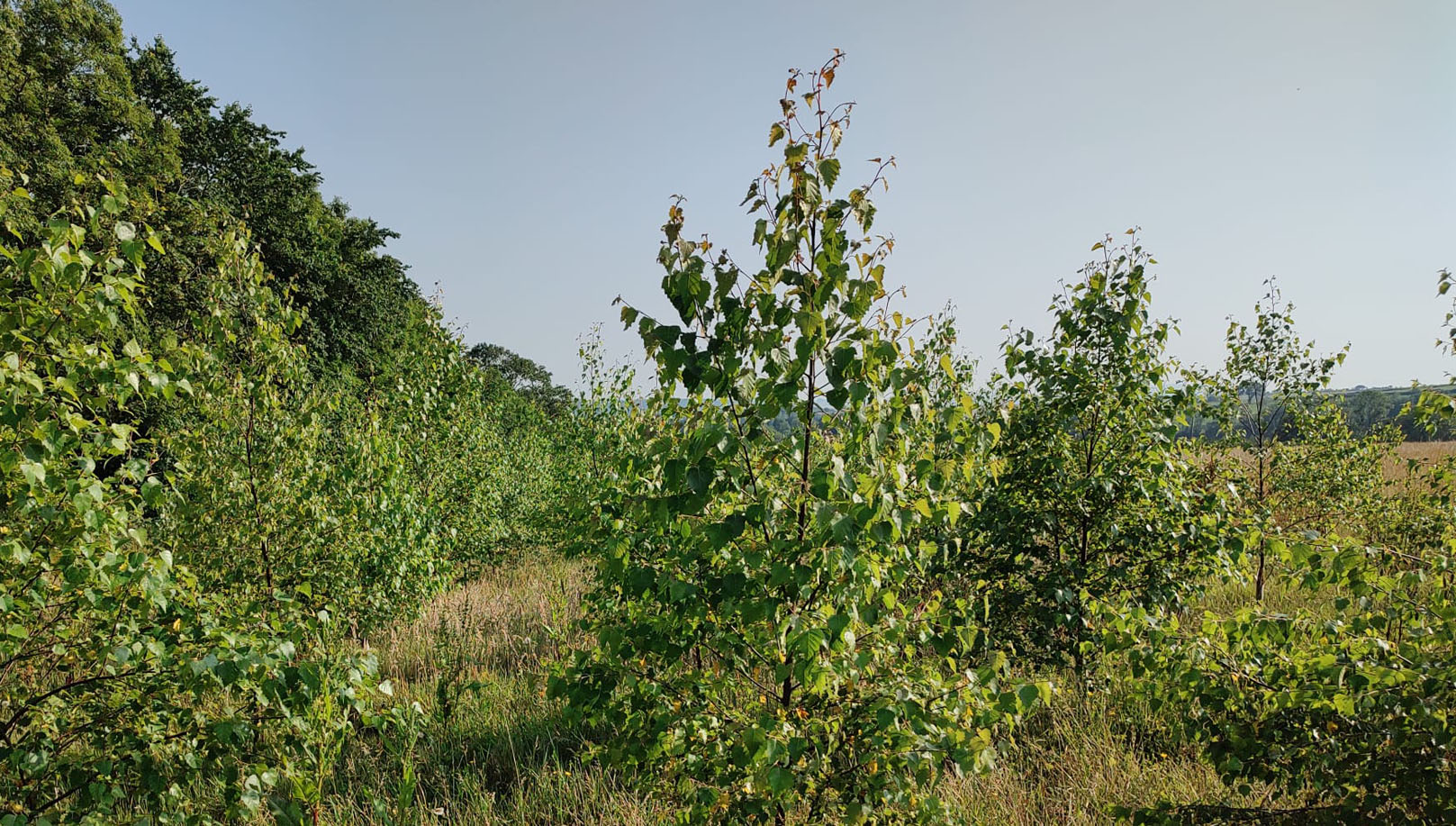 Field grown trees in our tree nursery in Wales