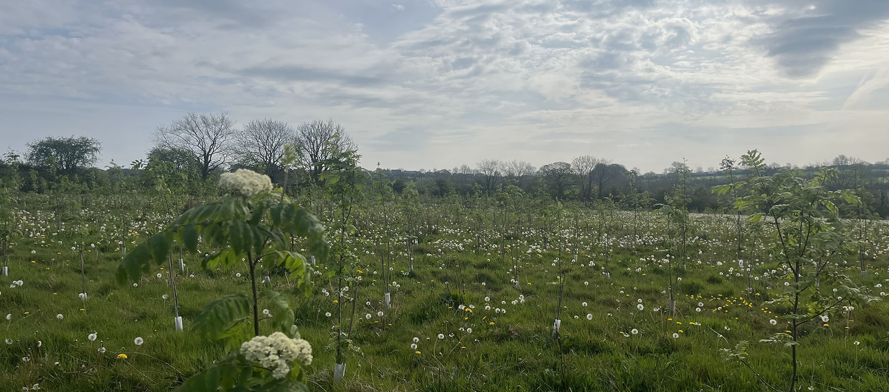 Field grown trees in our tree nursery in Wales