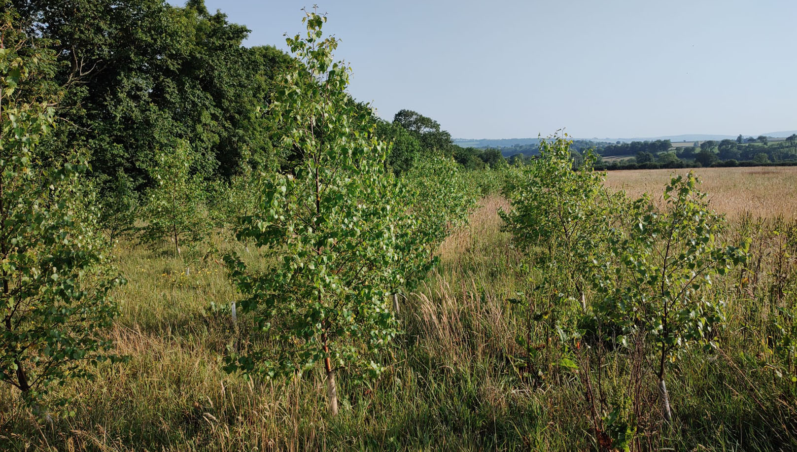 Field grown trees in our tree nursery in Wales